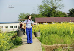 麻豆村,探寻台湾乡村的美丽与魅力